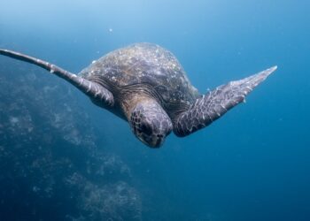 Aqua Partners with Charles Darwin Foundation for Galapagos Conservation