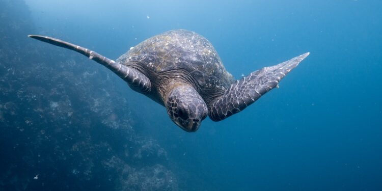 Aqua Partners with Charles Darwin Foundation for Galapagos Conservation