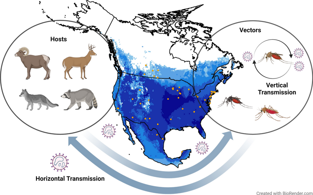 Ecology and geography of Cache Valley virus assessed using ecological niche modeling | Parasites & Vectors