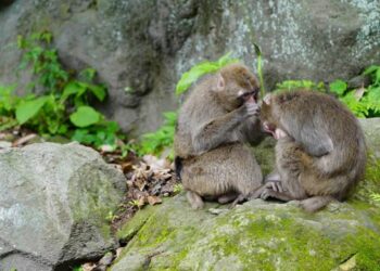 Homosexuality Is Common In Animals So Why Do Scientists Rarely Talk About It?
