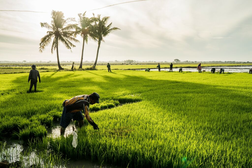 The Philippines needs rice — but young people don’t want to farm it