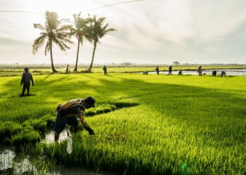 The Philippines needs rice — but young people don’t want to farm it