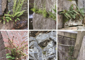 Citizen science is helping to study why some plants love the city life