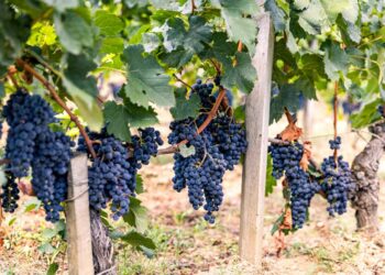 Charlie Geoghegan: ‘If Bordeaux got out of its own way, more people might see what they’re missing’