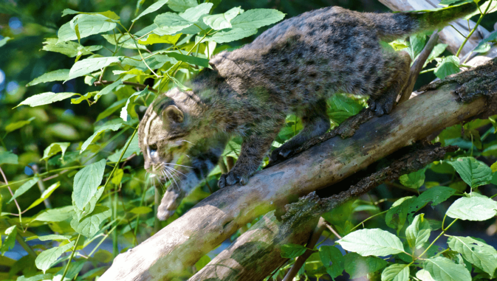 Fishing Cat That Quacks Like A Duck Surprises Scientists By Hunting In Trees