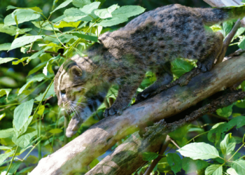 Fishing Cat That Quacks Like A Duck Surprises Scientists By Hunting In Trees
