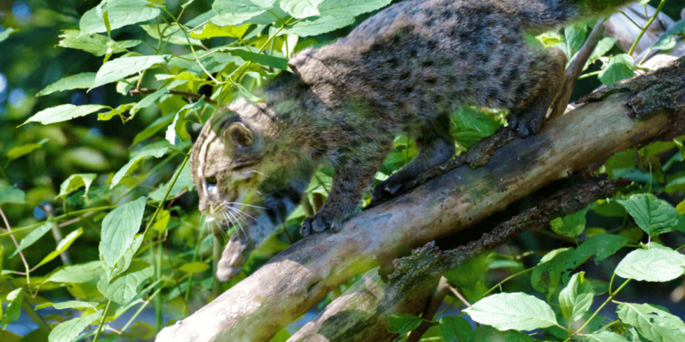 Fishing Cat That Quacks Like A Duck Surprises Scientists By Hunting In Trees