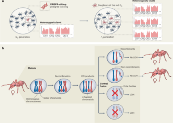 A new type of non-Mendelian segregation - Nature.com