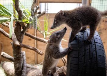 Brevard Zoo starts new Science Sundays series