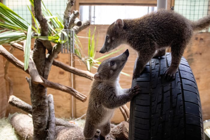 Brevard Zoo starts new Science Sundays series