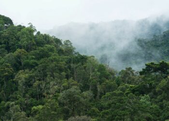 Conservation interventions are effective but far from sufficient - Nature.com