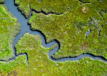 Ecology | Carnegie Science