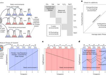 Environmental memory alters the fitness effects of adaptive mutations in fluctuating environments