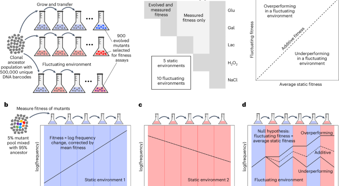 Environmental memory alters the fitness effects of adaptive mutations in fluctuating environments