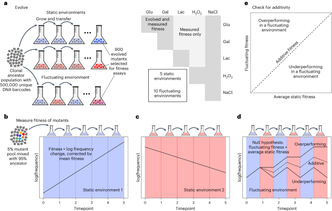 Environmental memory alters the fitness effects of adaptive mutations in fluctuating environments