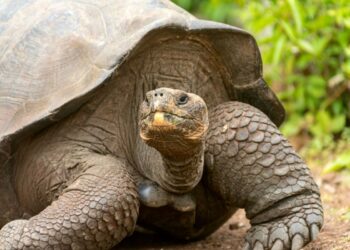 Experts anticipate ecological benefits after reintroduction of giant tortoise to island — here's what marks their return