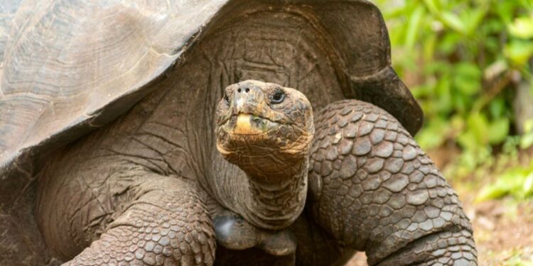 Experts anticipate ecological benefits after reintroduction of giant tortoise to island — here's what marks their return