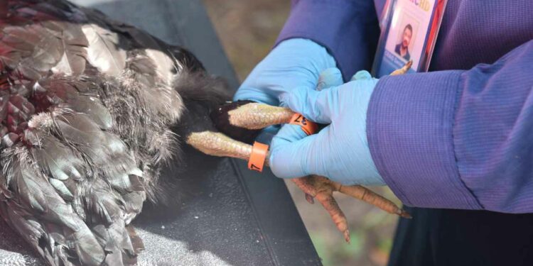 Mobile County Health Department will use chickens to monitor for mosquito viruses