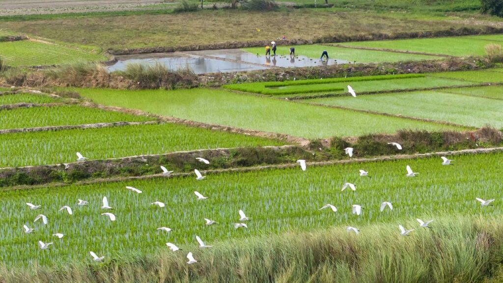 Policies and Facts: China's reforms in ecological conservation over past decade - CGTN