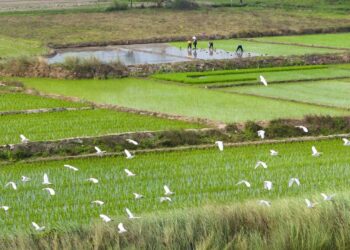 Policies and Facts: China's reforms in ecological conservation over past decade - CGTN