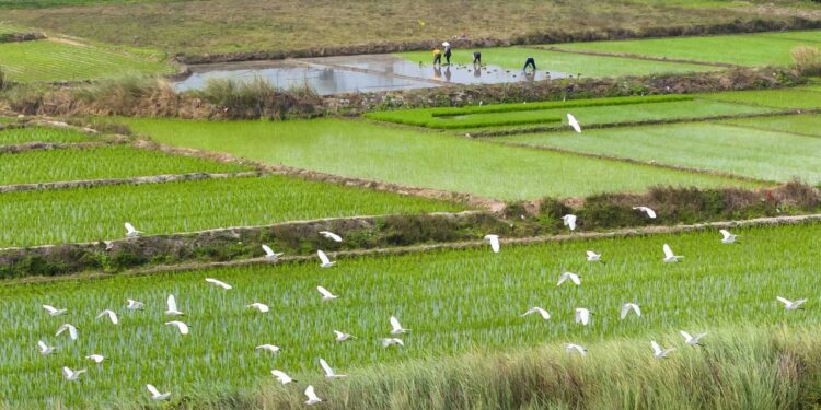 Policies and Facts: China's reforms in ecological conservation over past decade - CGTN