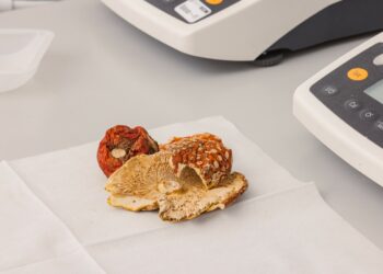 Psychedelic mushroom edibles promise health benefits. Be wary, experts say.