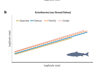 Scaling up the mammalian brain