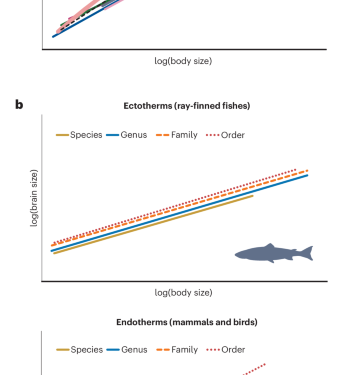 Scaling up the mammalian brain