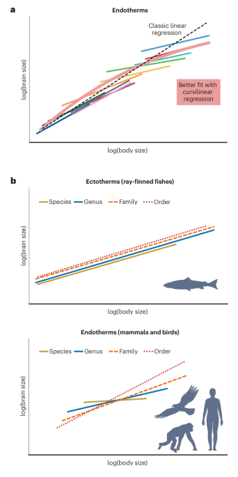 Scaling up the mammalian brain