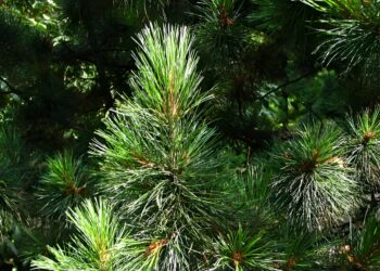 Study shows tree species have different strategies for coping with light conditions in forest understory