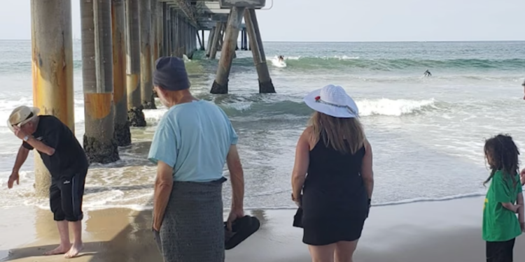 Venice Oceanarium Seeks Volunteers for Weekly Marine Science Pop-Up