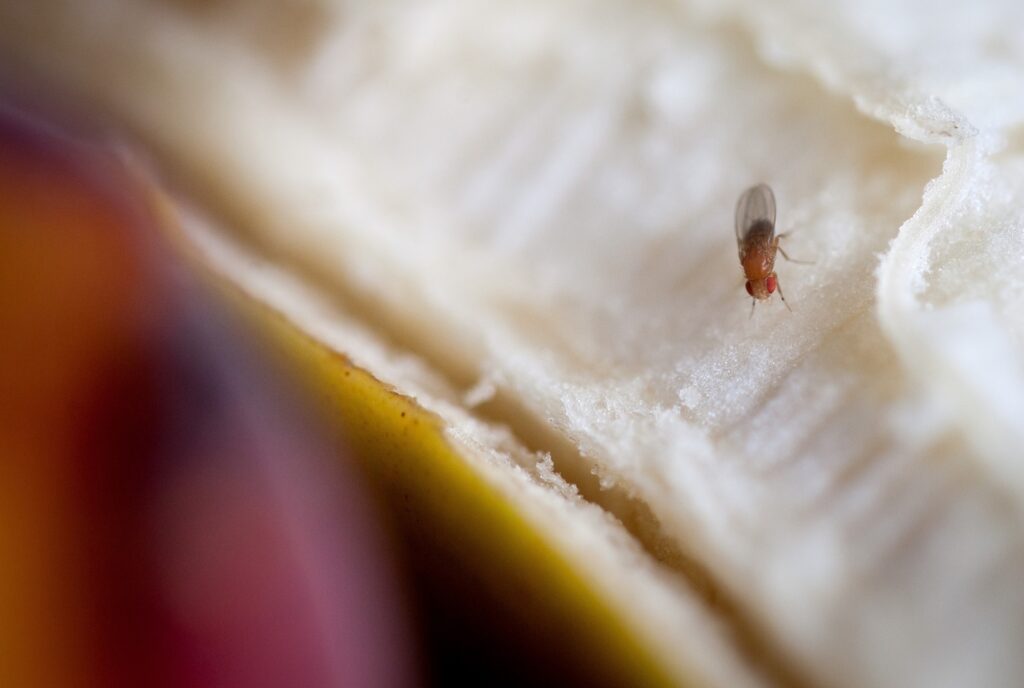 Why fruit flies are smarter than you think