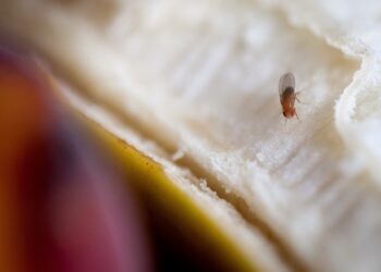 Why fruit flies are smarter than you think