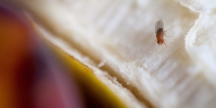 Why fruit flies are smarter than you think