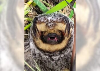 Bats are essential to our ecology, but don’t touch – Pasadena Star News