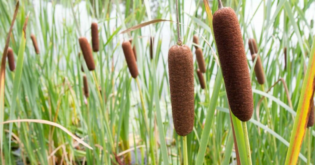 Cattails and the changing ecology of North Dakota sloughs