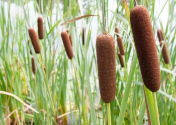 Cattails and the changing ecology of North Dakota sloughs