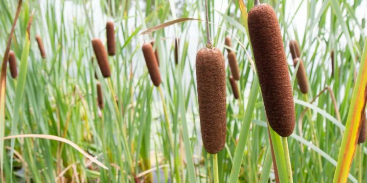 Cattails and the changing ecology of North Dakota sloughs