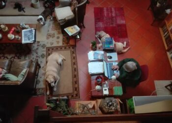 Nano-bio-ecology. Mighty mites to our rescue