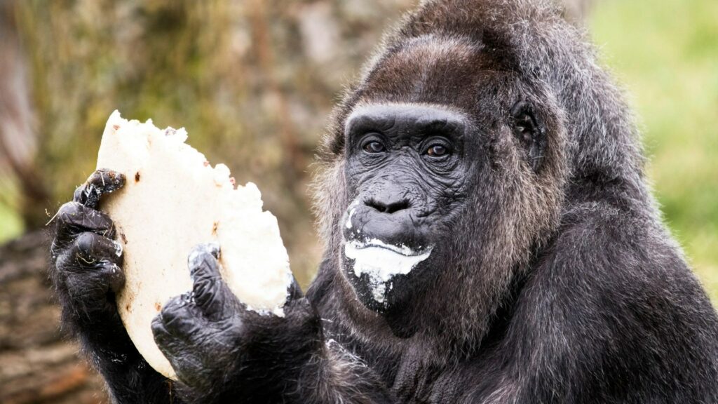 Meet world's oldest gorilla Fatou who was brought to Europe by sailor to pay BAR TAB 60 years ago - and now has no teeth