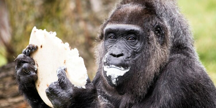 Meet world's oldest gorilla Fatou who was brought to Europe by sailor to pay BAR TAB 60 years ago - and now has no teeth