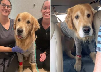 Beacon, USA Gymnastics Team Therapy Dog, Returns Home After Hospitalization