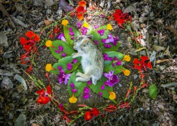 Amanda Stronza: The Woman Who Captivates Our Attention