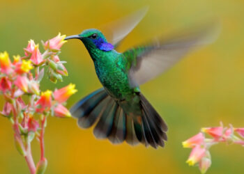 Unveiling the Thrilling Lifestyle of Hummingbirds: Discover Their Secrets to Success