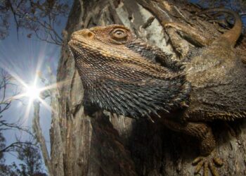 Mesmerizing Capture: Majestic Dragon Dominates British Ecological Society’s Photography Competition