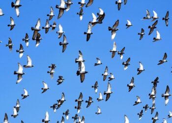 Global Control Strategies for Bird Flu Transmission: A Shocking Review of Failures