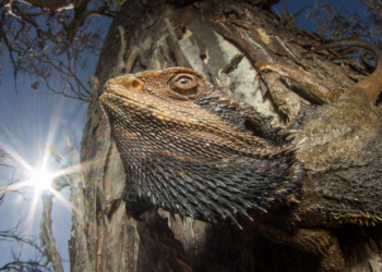 Unleash Your Inner Photographer: Enter the 2024 Capturing Ecology Photography Awards