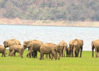 Government approves Rs 2,603 crore for enhancing and preserving wildlife habitats
