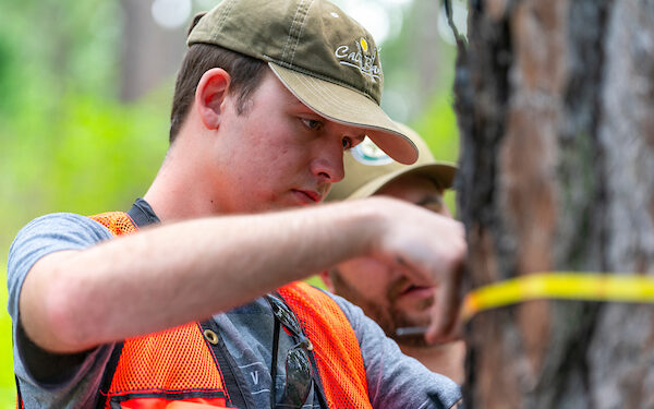 Forestry students measure a tree