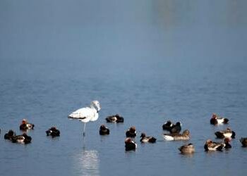 Empowering Green Development: How Integrated Ecological Efforts Are Transforming China’s Western Region